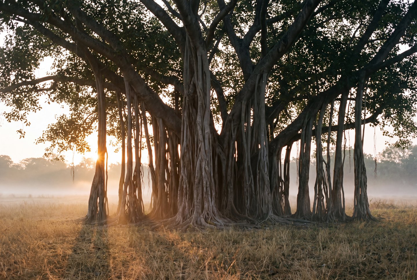 Sprawling banyan tree with prominent aerial roots illuminated by morning sunlight across a misty, grassy field.
