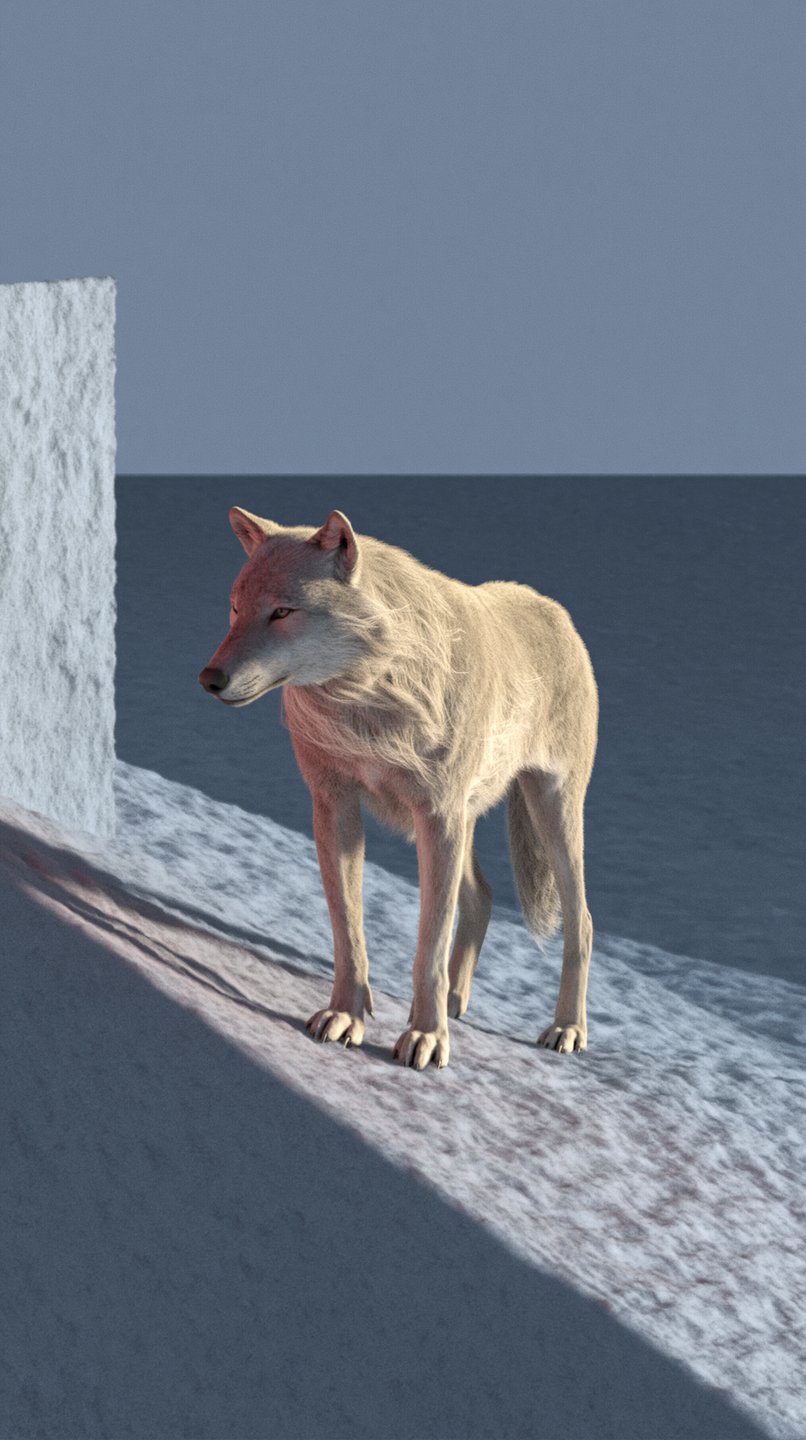 A white wolf stands on a snowy ledge next to a wall under low-angle sunlight.