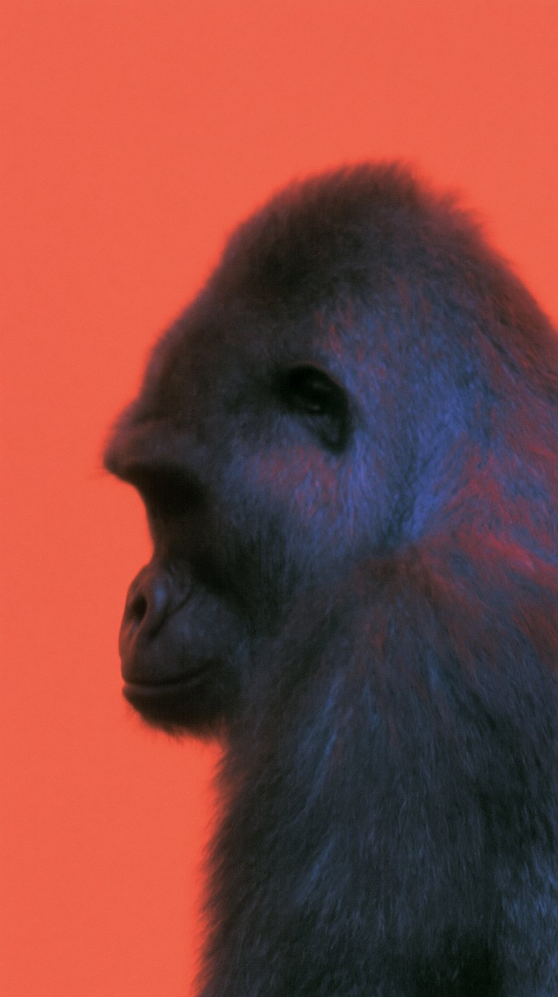 A gorilla in profile lit with cool blue light against a solid, vibrant red background.