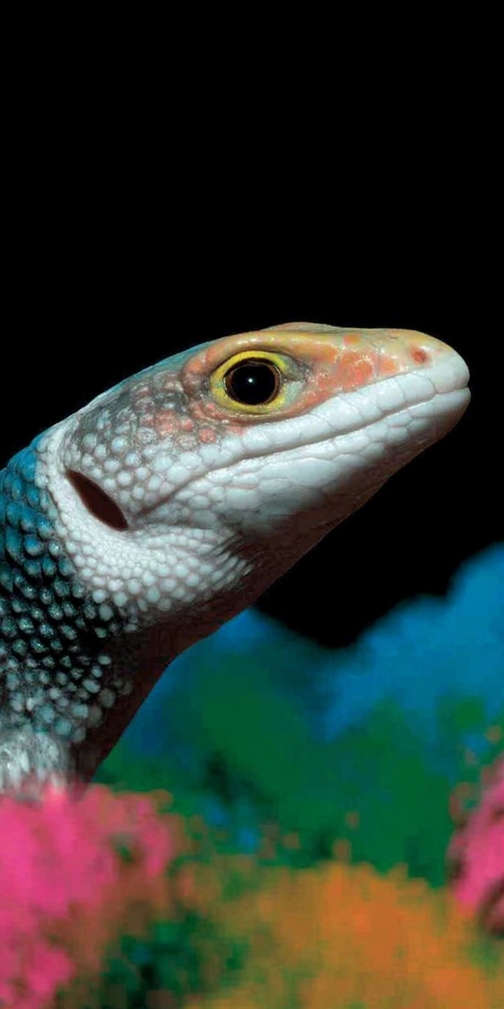 Macro profile of a colorful lizard with blue scales and a yellow eye against a blurred background.
