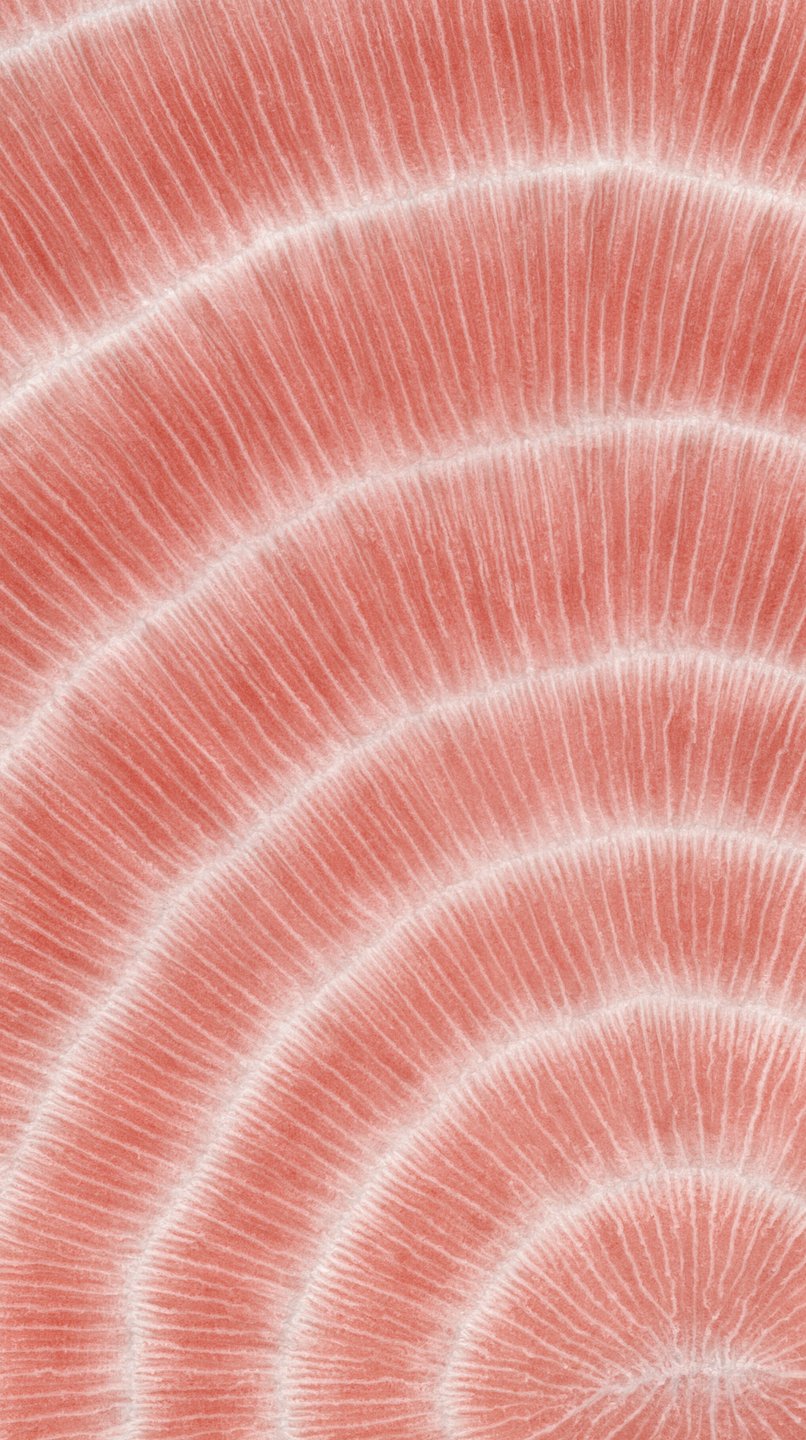 Abstract macro photograph of pink concentric ridges resembling coral or mushroom gills with fine white lines.