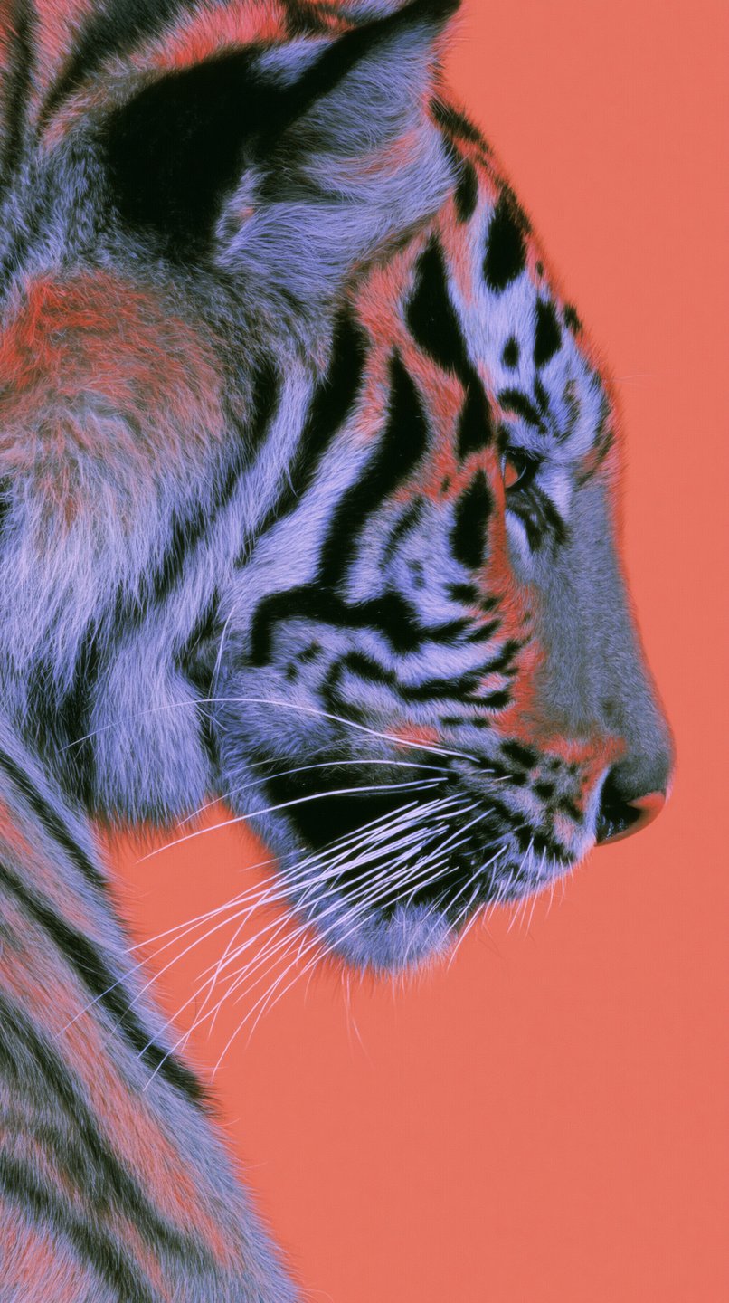 Profile of a tiger with blue-toned fur and white whiskers against a solid coral background.