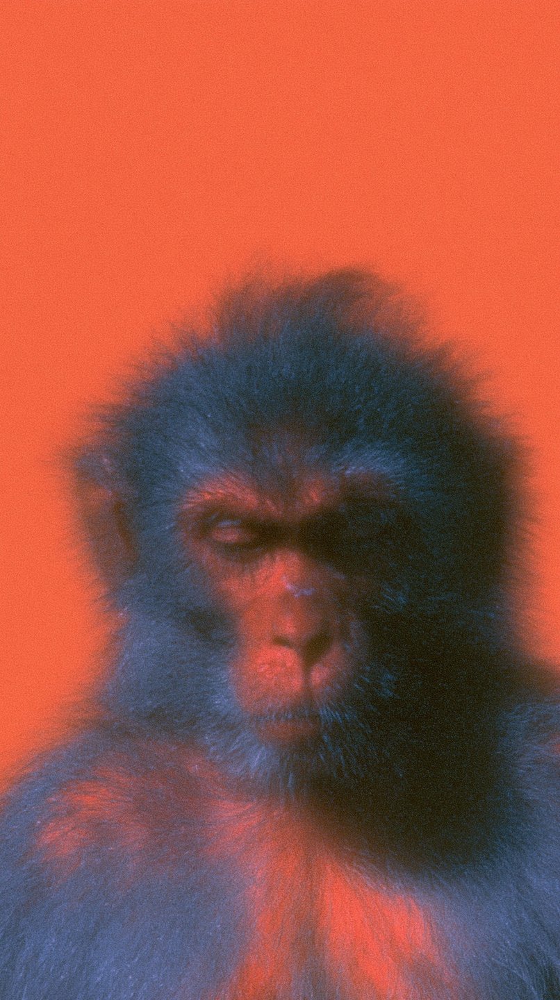 Chimpanzee with closed eyes and blue-tinted fur sits serenely against a solid, vibrant orange background.