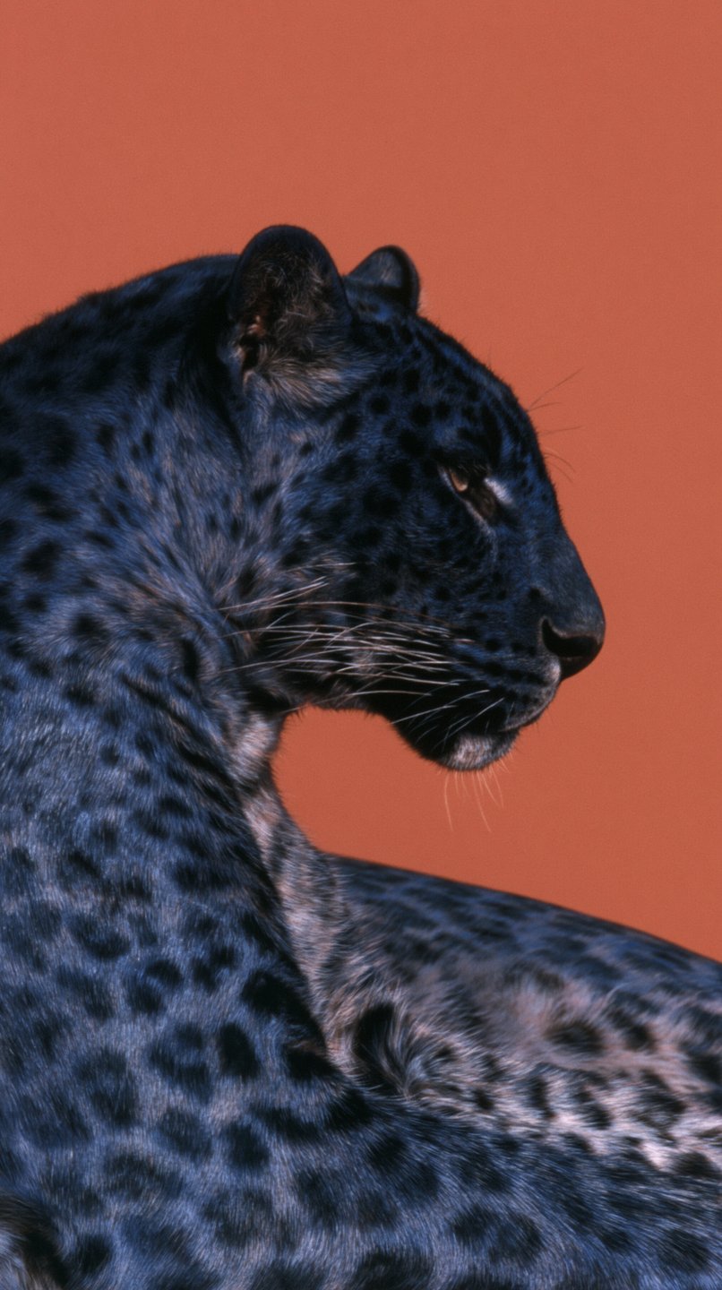 A black leopard in profile with visible rosettes stands against a solid terracotta orange background.