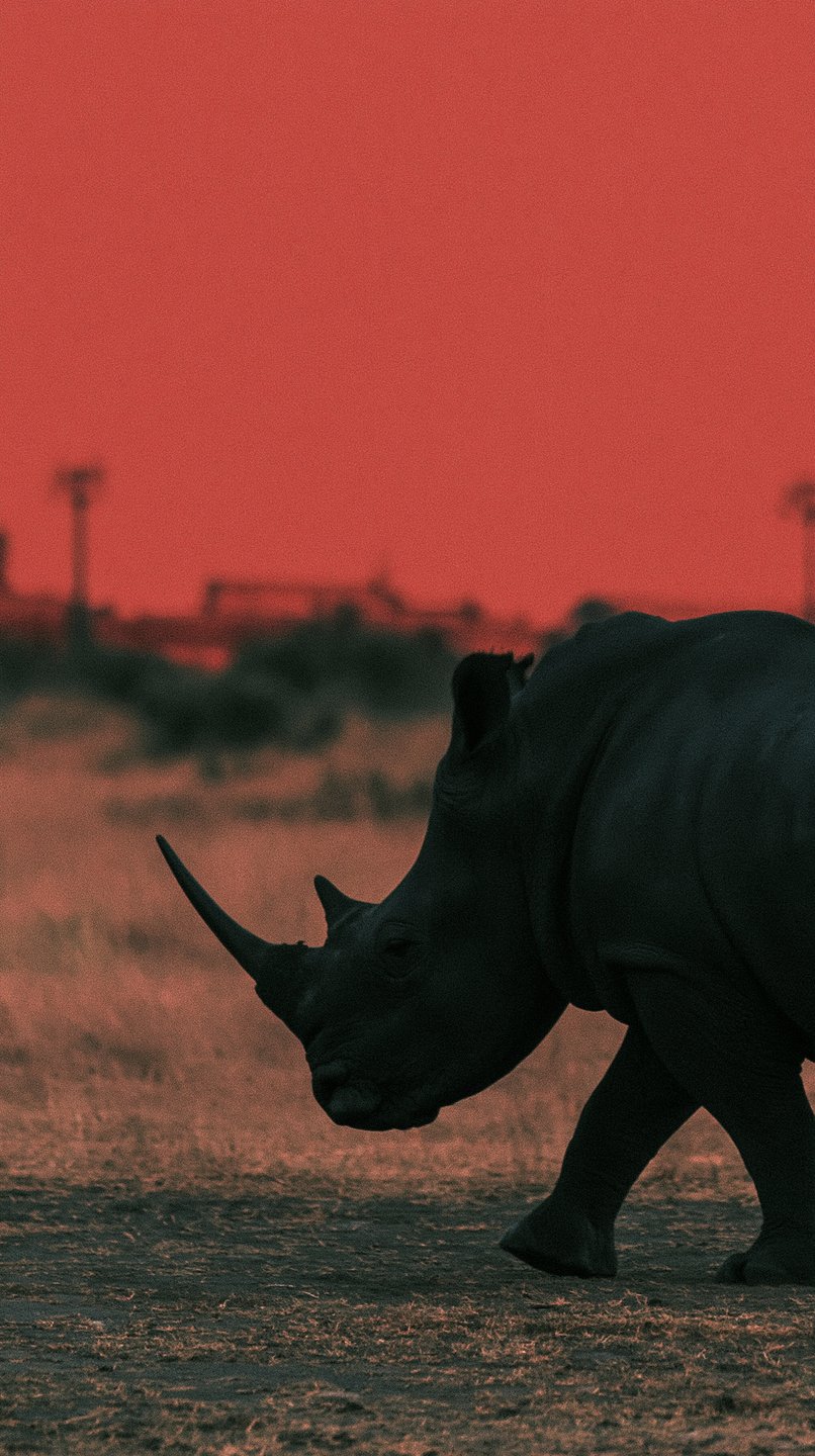 Rhinoceros silhouetted against a dramatic crimson sky walks across the dark savanna at dusk.