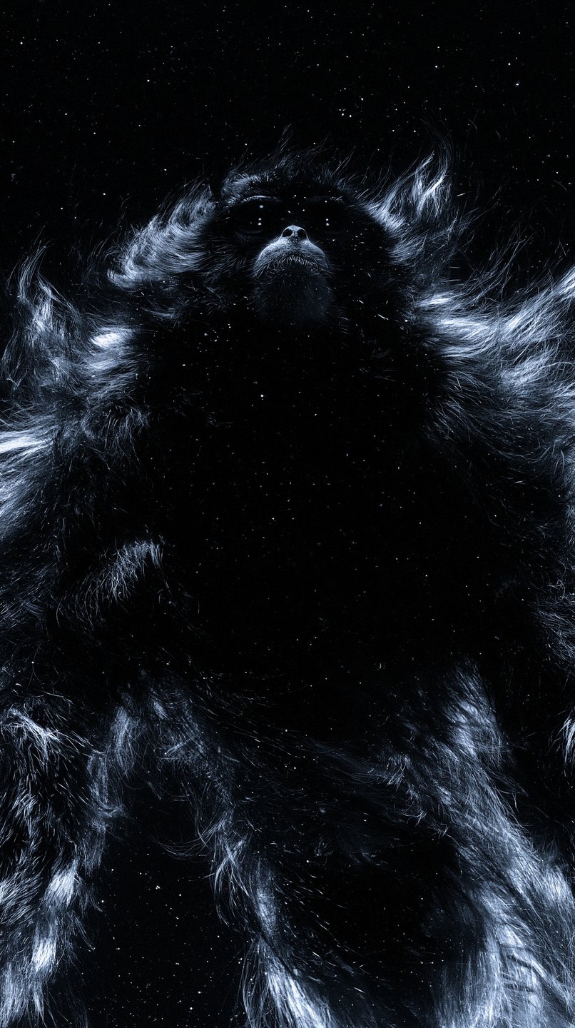 Majestic primate silhouette blending into a starry cosmic nebula with dramatic rim lighting.