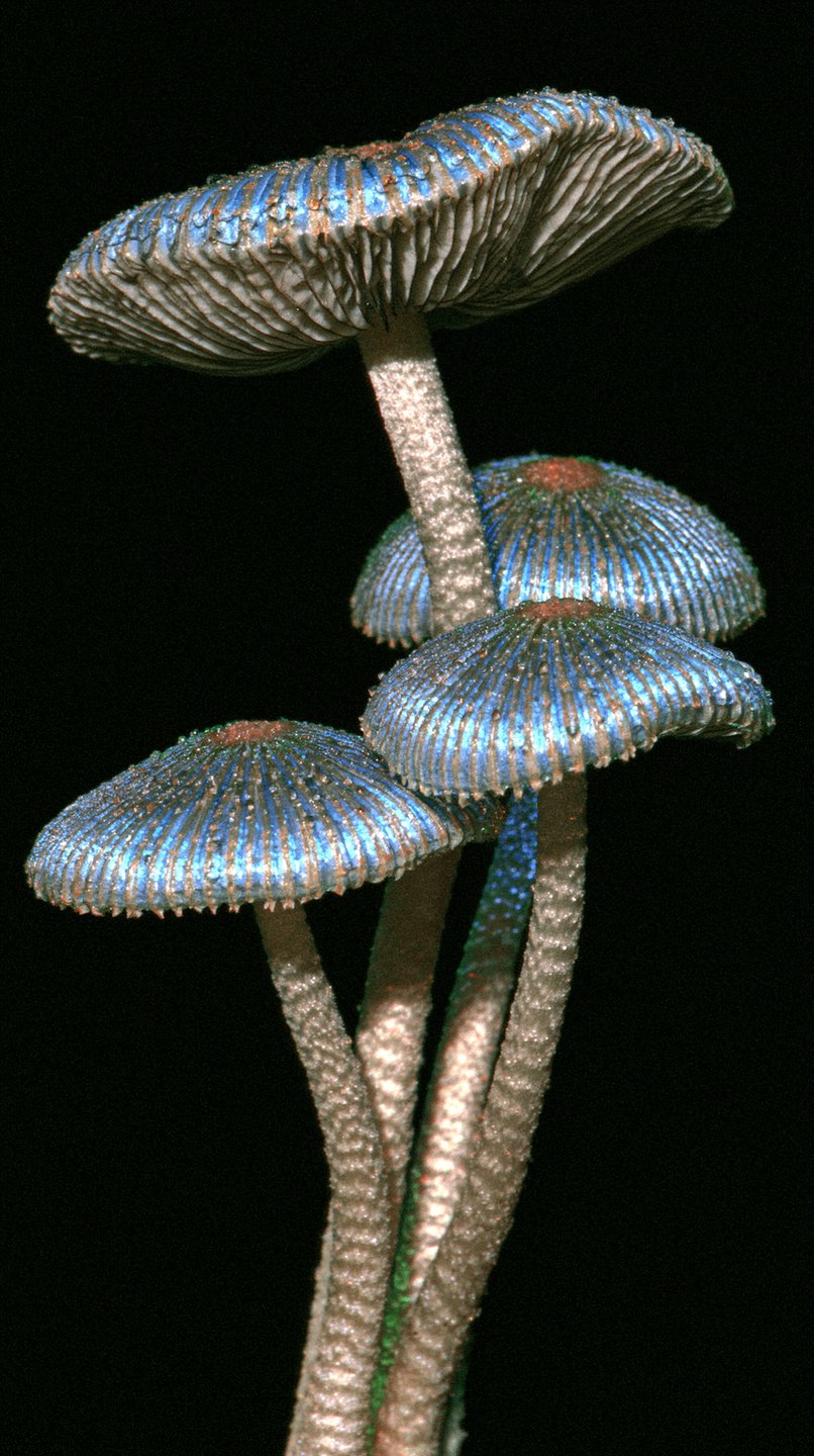 Bioluminescent blue and white mushrooms glowing vividly against a solid black background in a macro close-up.